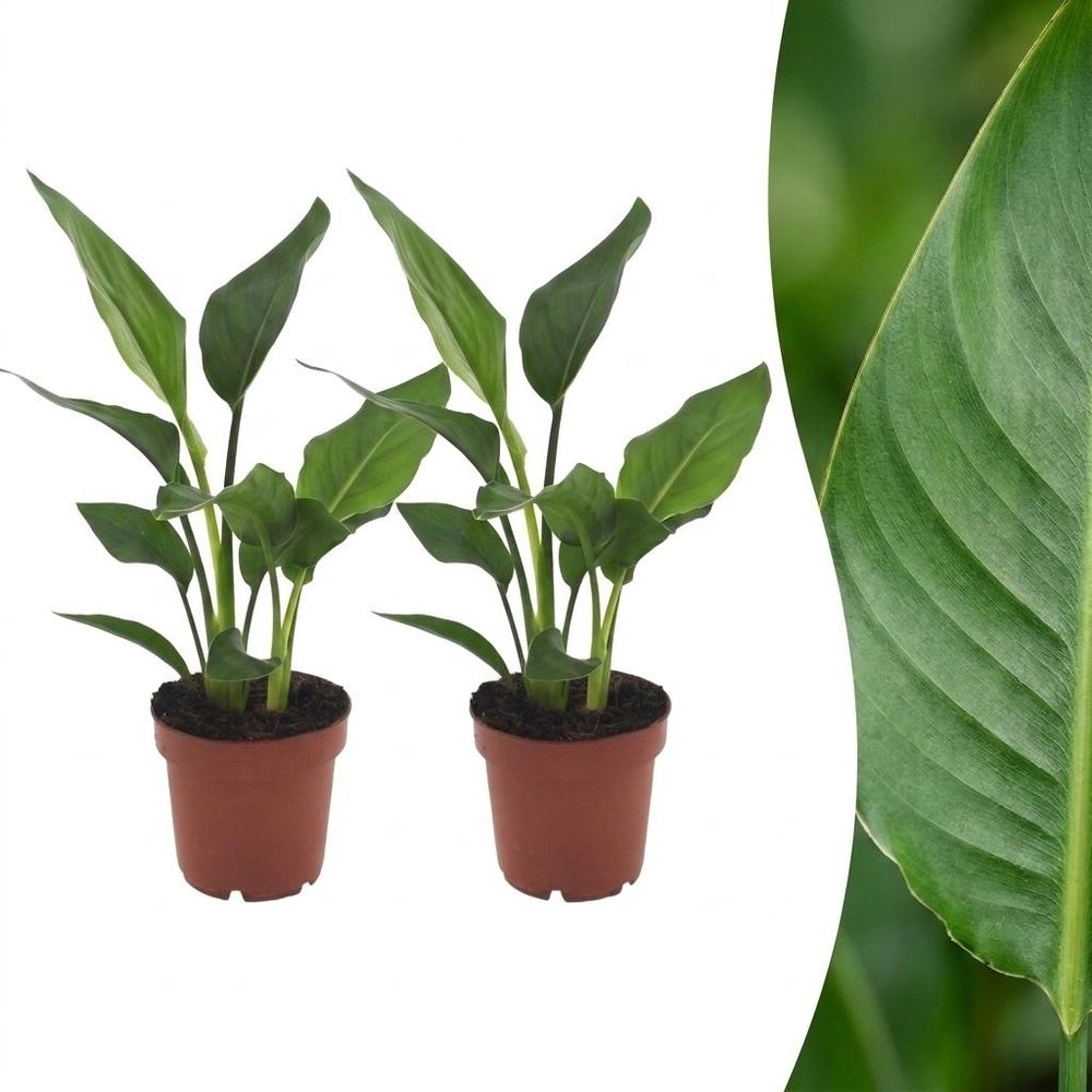 Strelitzia reginea - oiseau de paradis - pot de 12cm - plantes d'intérieur