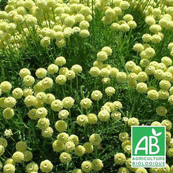 Santoline lindavica - sans traitement lot de 5 godets