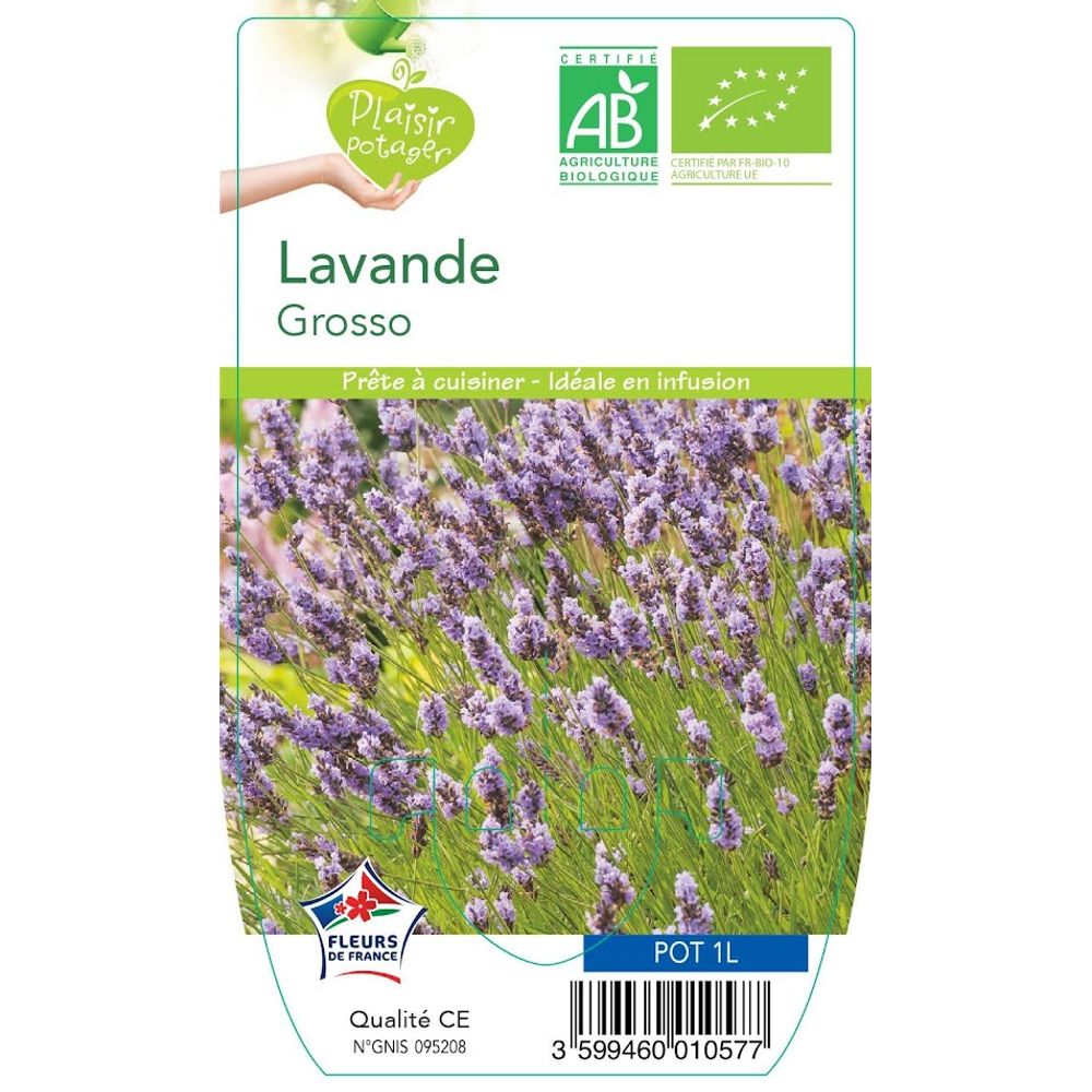 Lavande 'Grosso' (Lavandula Intermedia) En Pot 1,5 Litre - Lavandin Parfumé, Fleurs Bleu-violet, Rustique