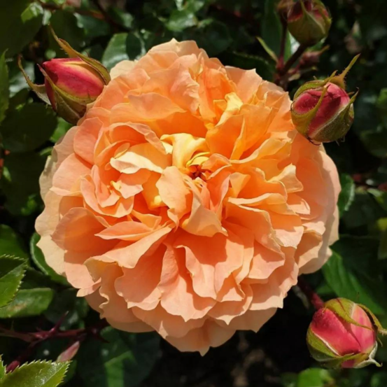 Rosier remontant schone vom see orange floribunda en pot 3l
