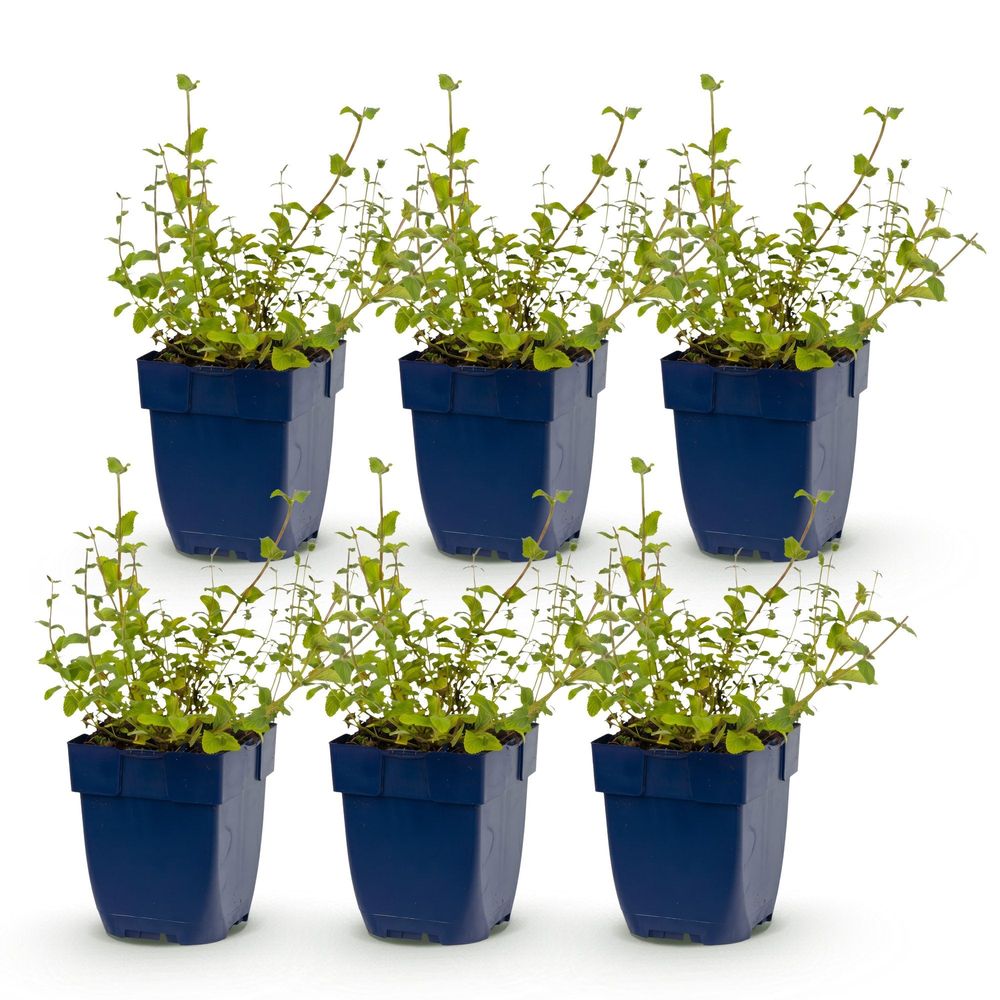Népéta 'grog' - lot de 6 - pot 11 cm - hauteur 25 cm - plante d'extérieur