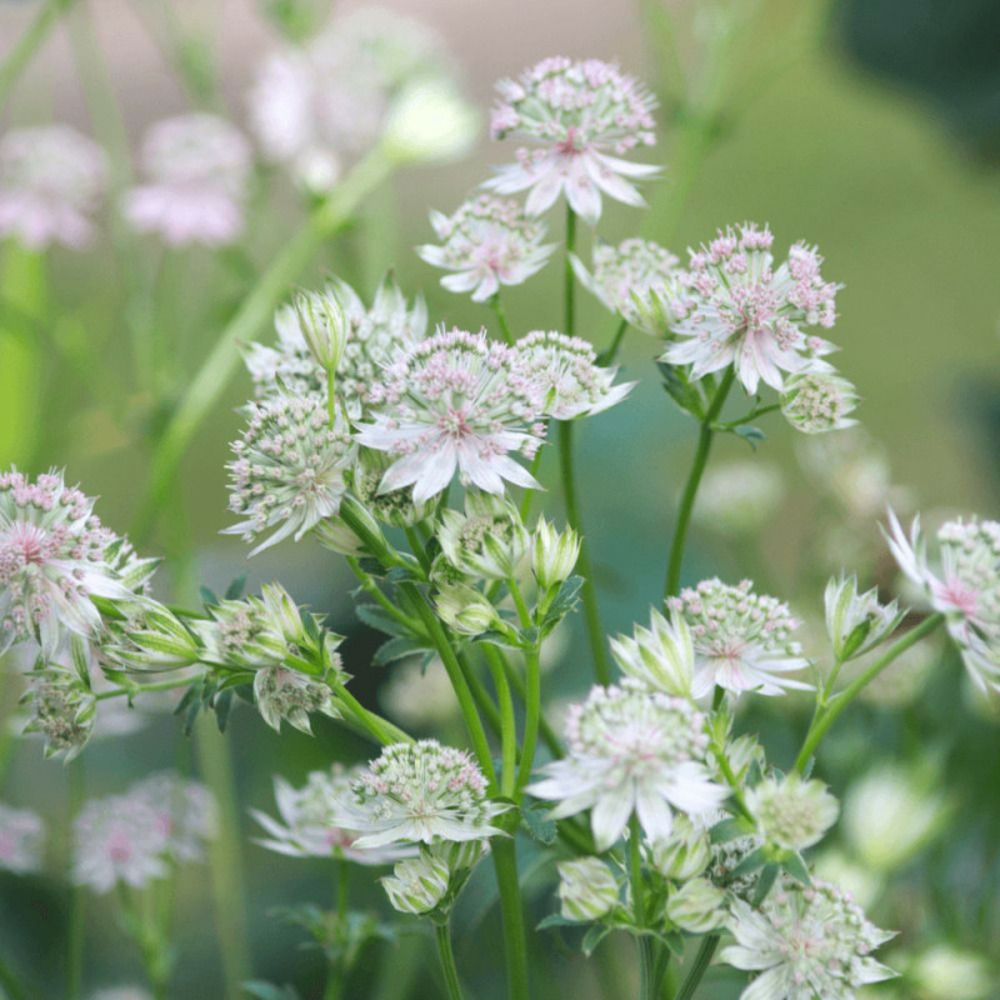 Astrance major shaggy lot de 3 godets