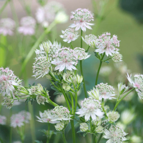 Astrance major shaggy lot de 3 godets