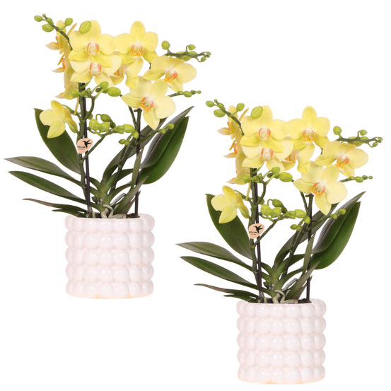 Set poppy blanc jaune - orchidée albenga jaune poppy blanc en céramique - taille du pot ø9 cm