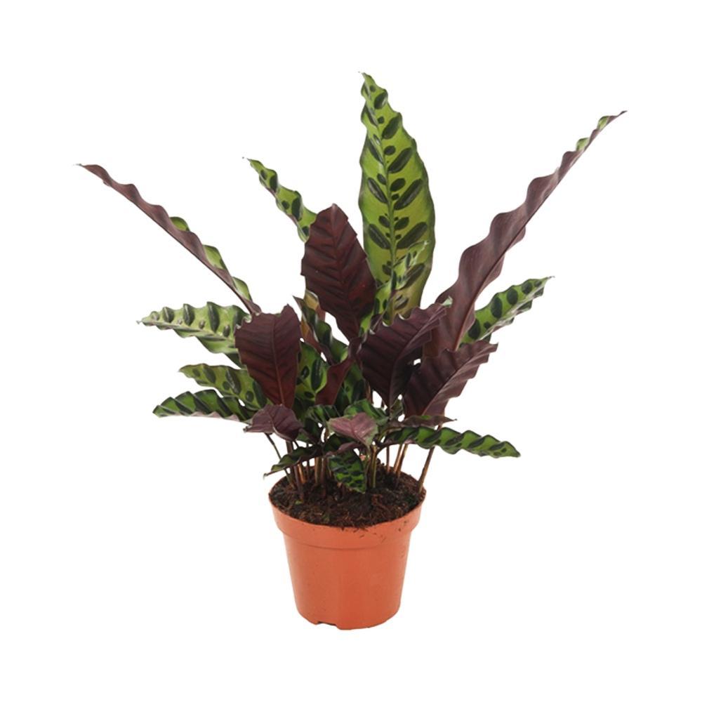 Plante d'intérieur - calathea lancifolia 50.0cm