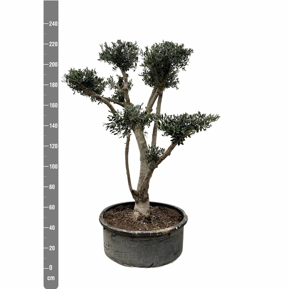 Olivier bonsai pompon - 225cm- 80 - arbre fruitier | Truffaut