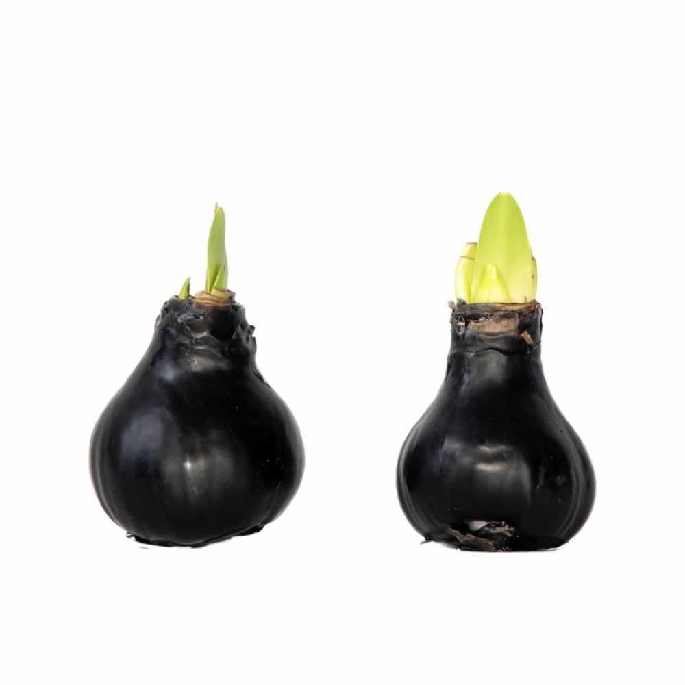 Amaryllis - hippeastrum 'wax black' - bulbe de fleur - rouge