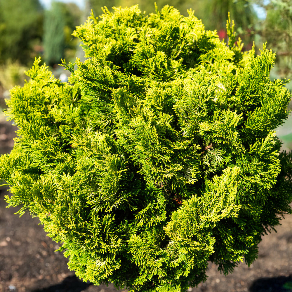 Faux cyprès hinoki aurora - le pot / 3l / hauteur livrée 20-25cm