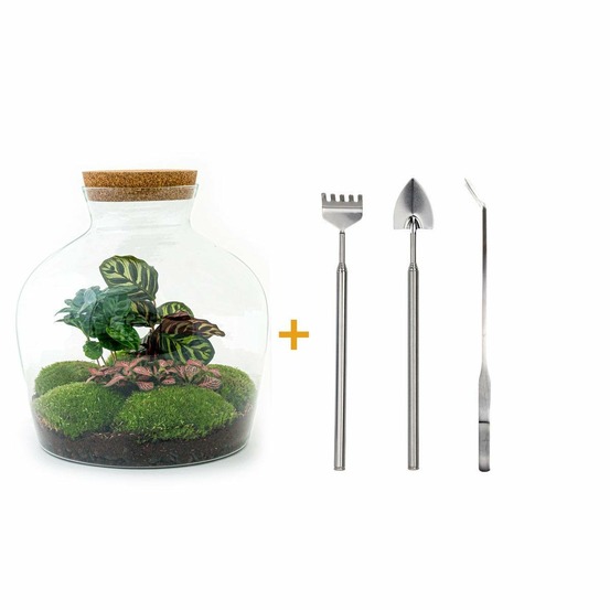 Kit terrarium diy - joy calathea + caféier + fittonia rouge - rateau + pelle + pince