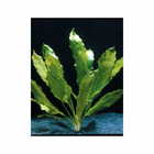 Plante aquatique : Echinodorus Ozelot Green en pot