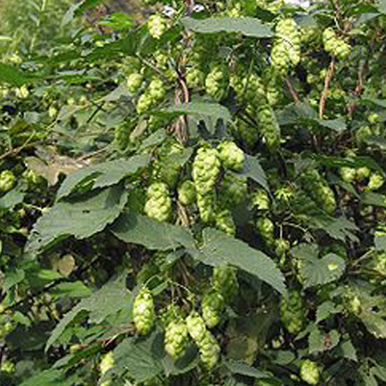 6 x houblon doré 'target' - humulus lupulus 'target' - godet 9cm x 9cm