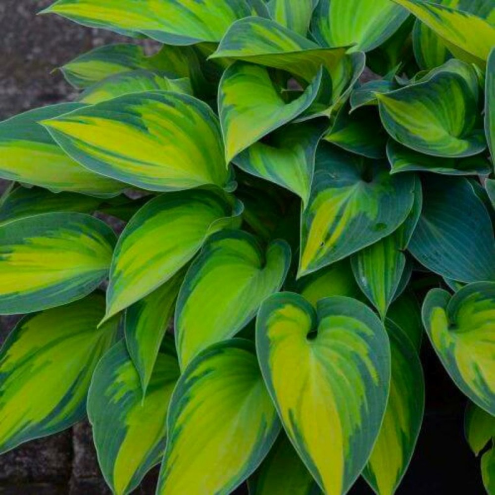 2 Hostas 'Catherine' - Vendu par 2…