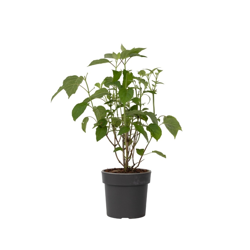 Hortensia - hydrangea 'strong annabelle' - hauteur 30-40cm - ⌀19cm