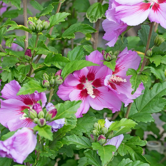 Hibiscus flower tower purple ® - le pot / ø 9cm, vendu par lot de 2