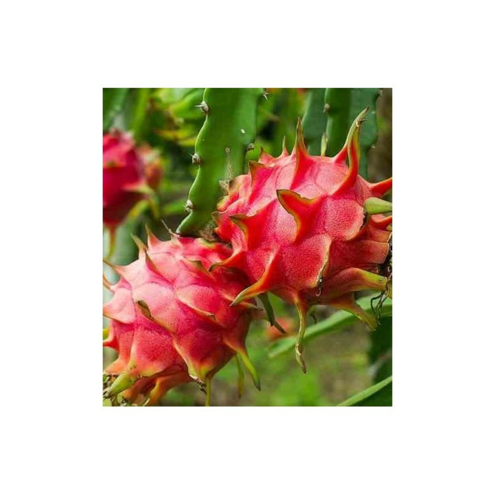 Pitaya : hylocereus h. American beauty (pitaya ou fruit du dragon)- pot de 4 litres ? 40/60 cm