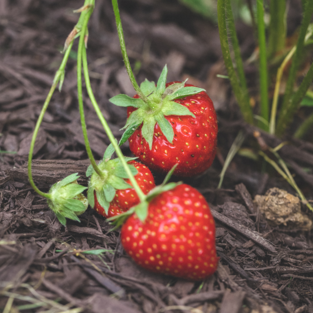 3 plants fraisier cijosee remontant motte 7cm