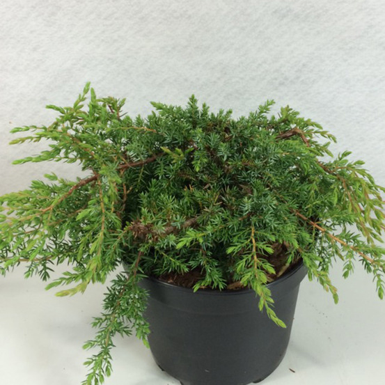 Juniperus communis hornibrookii - genévrier commun pot de 2l/3l
