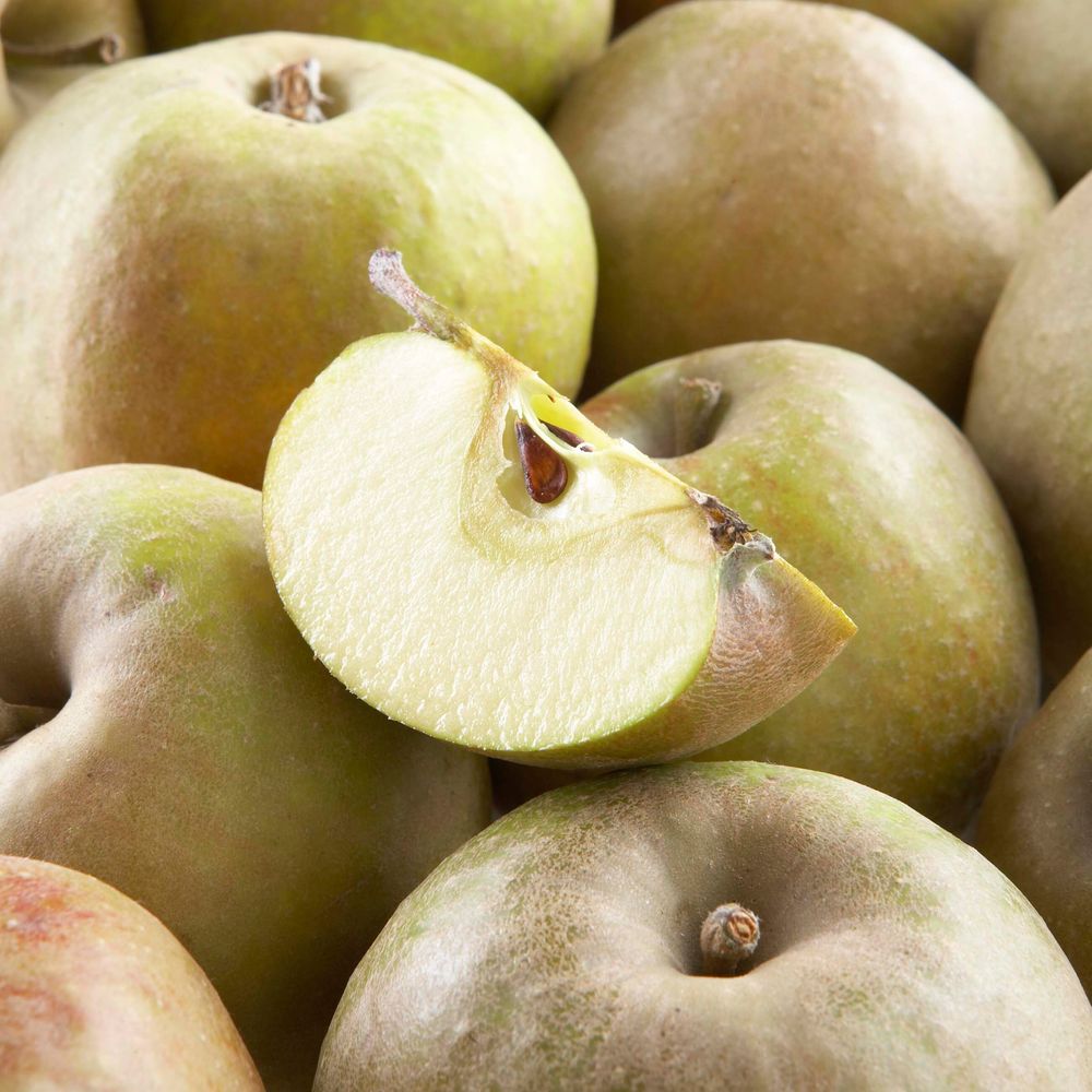 Pommier 'court-pendu' racines nues, demi-tige
