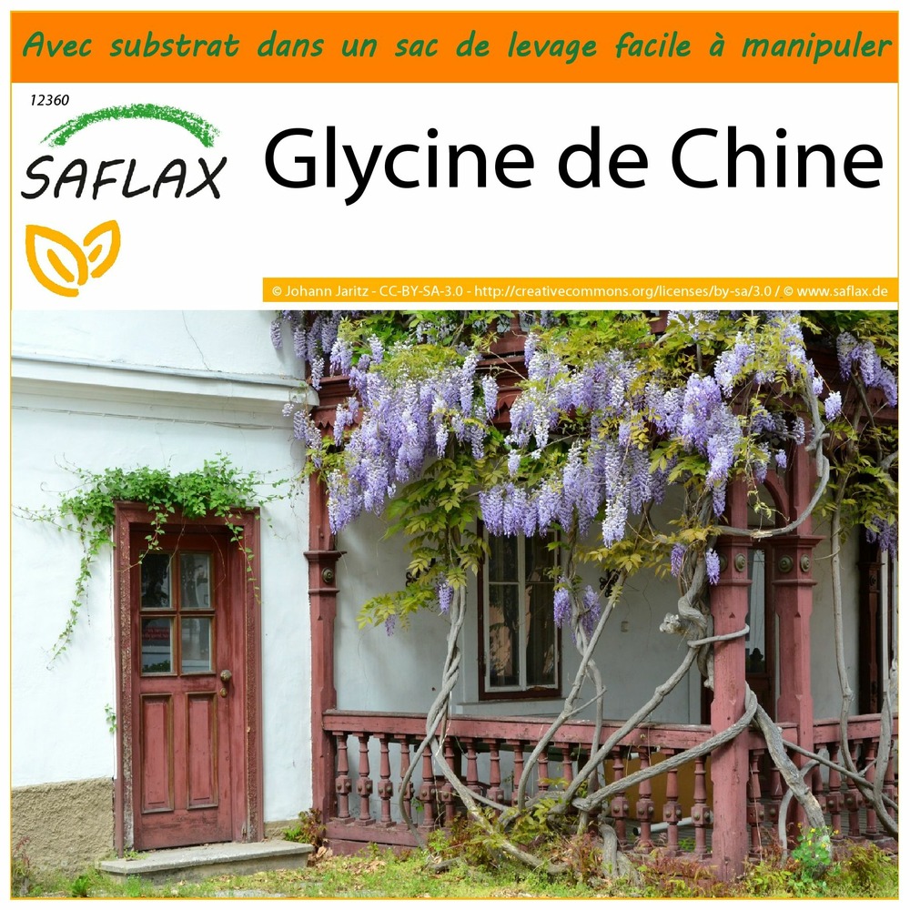 Garden in the bag - glycine de chine - 4 graines - wisteria sinensis