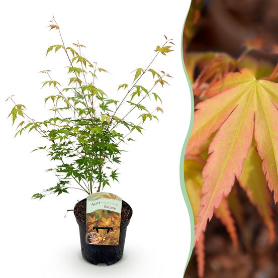 Érable du japon 'katsura' - pot 19 cm - hauteur 70 cm - plante d'extérieur