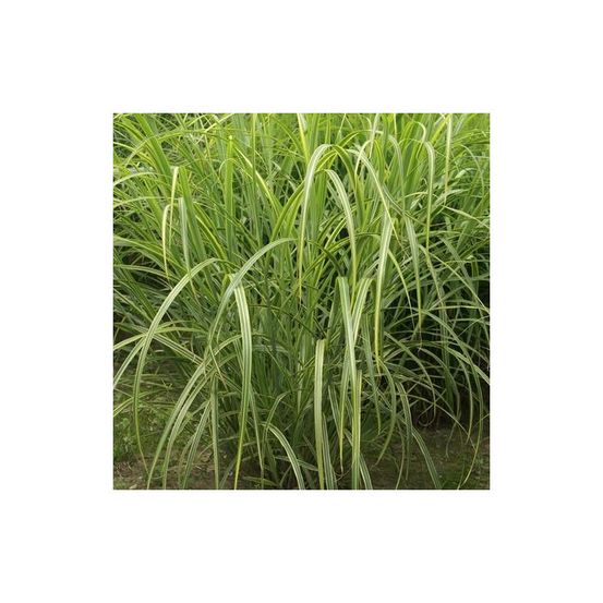 Miscanthus, roseau de chine luc andré lepage lot de 5 godets