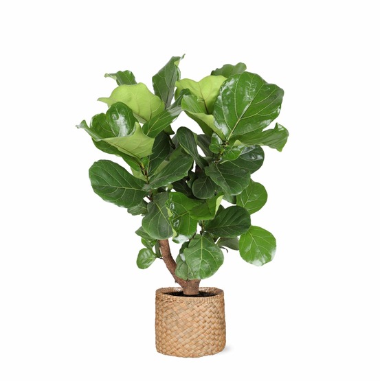 Ficus lyrata et son pot panier naturel - hauteur 110cm