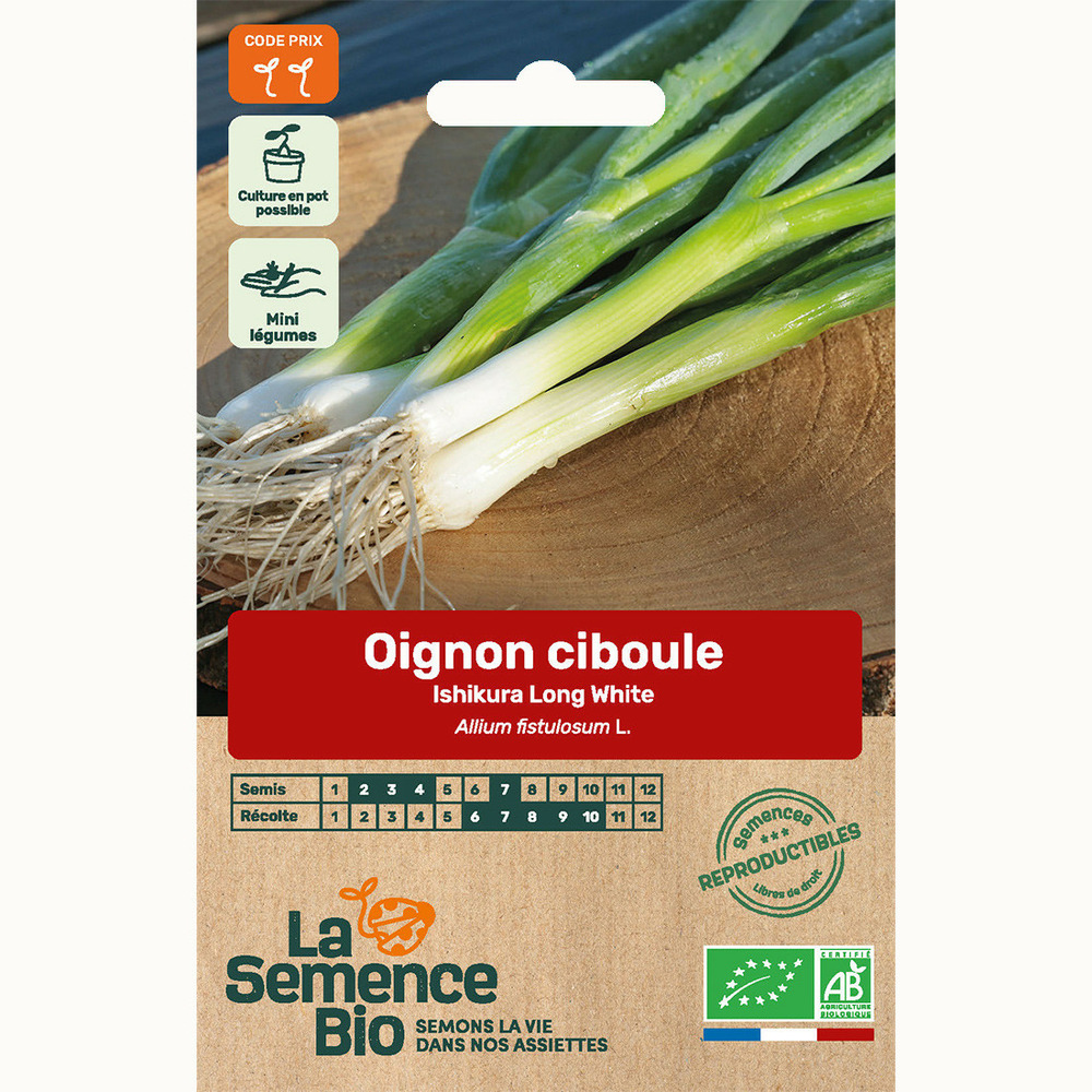 Oignon ciboule ishikura long white - graines bio