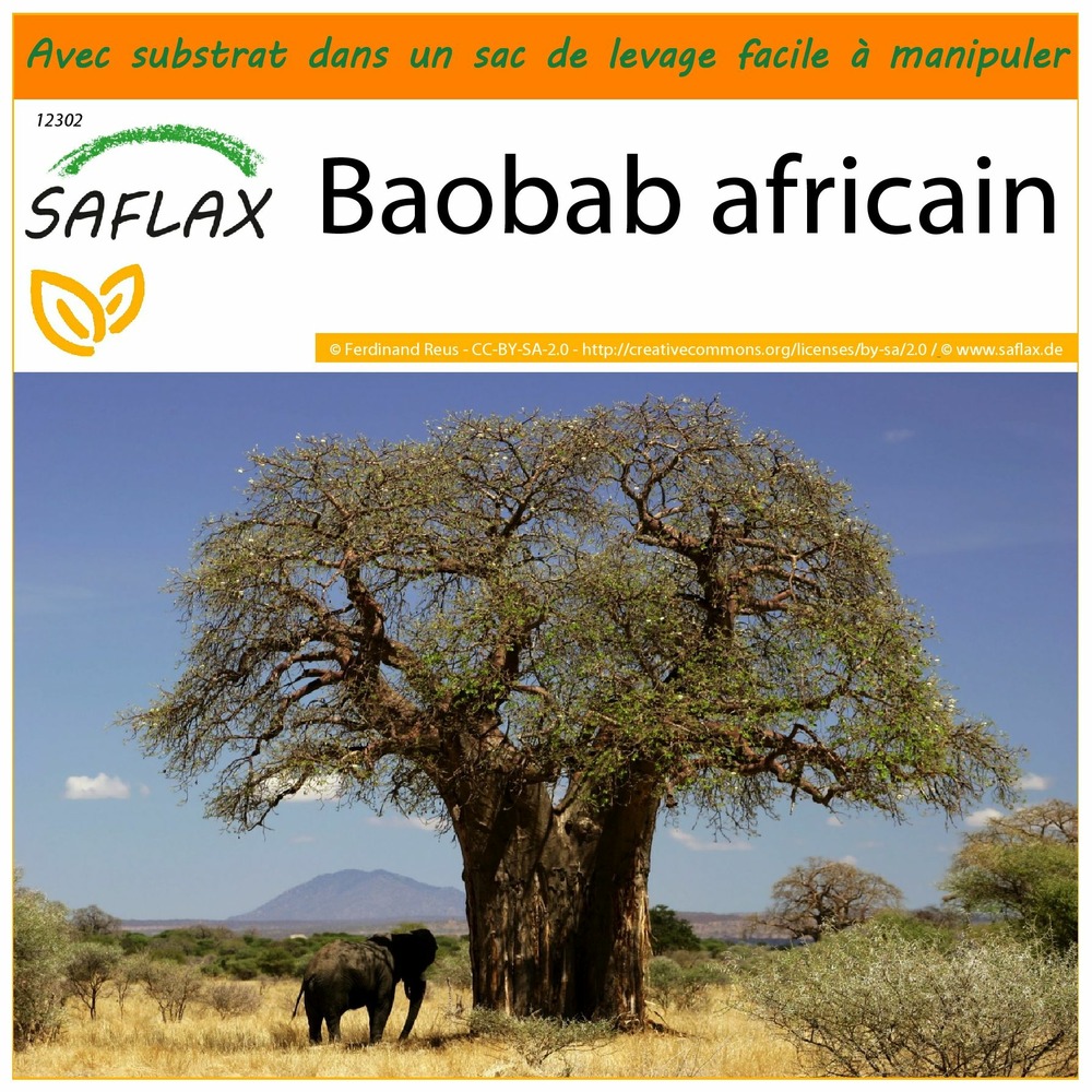 Garden in the bag - baobab africain - 6 graines - adansonia digitata
