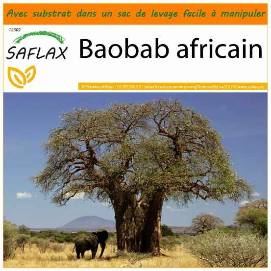 Garden in the bag - baobab africain - 6 graines - adansonia digitata