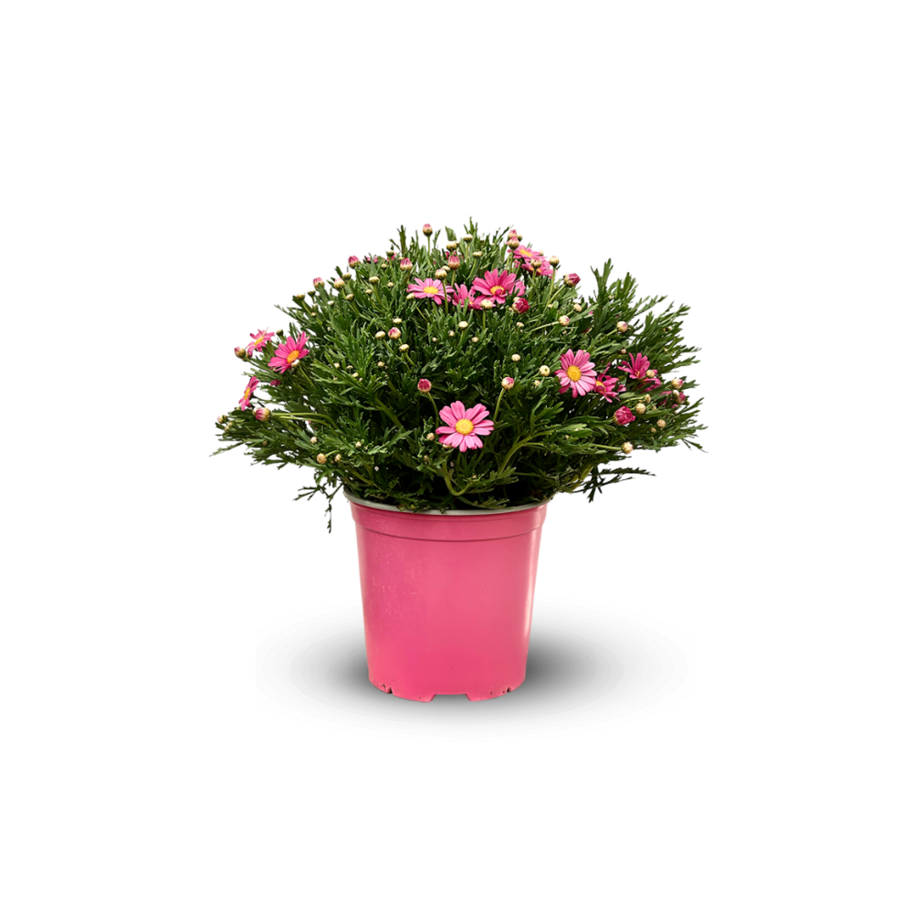 Anthemis - plante fleurie - ↕ 40-50 cm - ⌀ 19 cm - plante d'extérieur - fleur rose