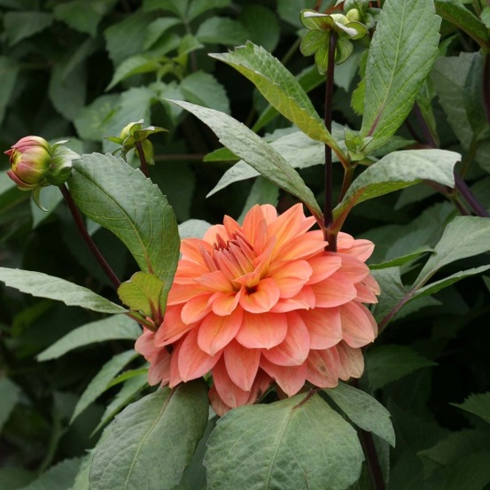 Dahlia décoratif 'nicholas' bulbe calibre i