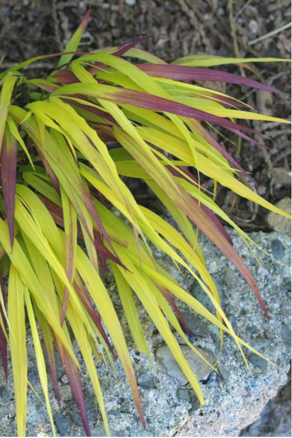 Hakonechloa 'sunflare' - en pot de 3 litres