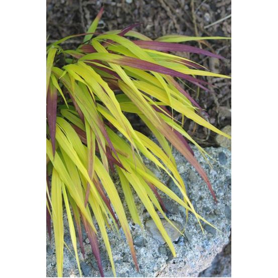 Hakonechloa 'sunflare' - en pot de 3 litres