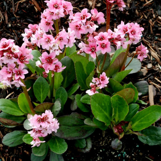 Bergénia pink dragonfly godet - 5/20 cm