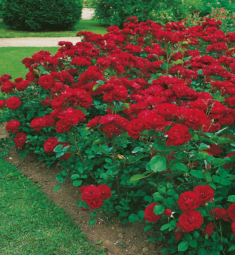 Rosier lili marleen - le rosier