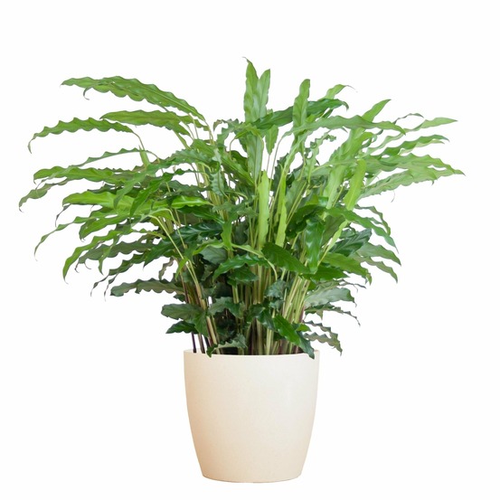 Calathea rufibarba et son pot blanc - hauteur 55cm