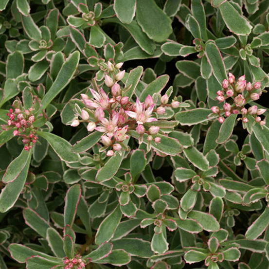 6 x orpin bâtard panaché - sedum spurium 'variegatum' - godet 9cm x 9cm