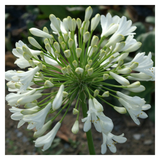 Agapanthe polar ice lot de 5 godets