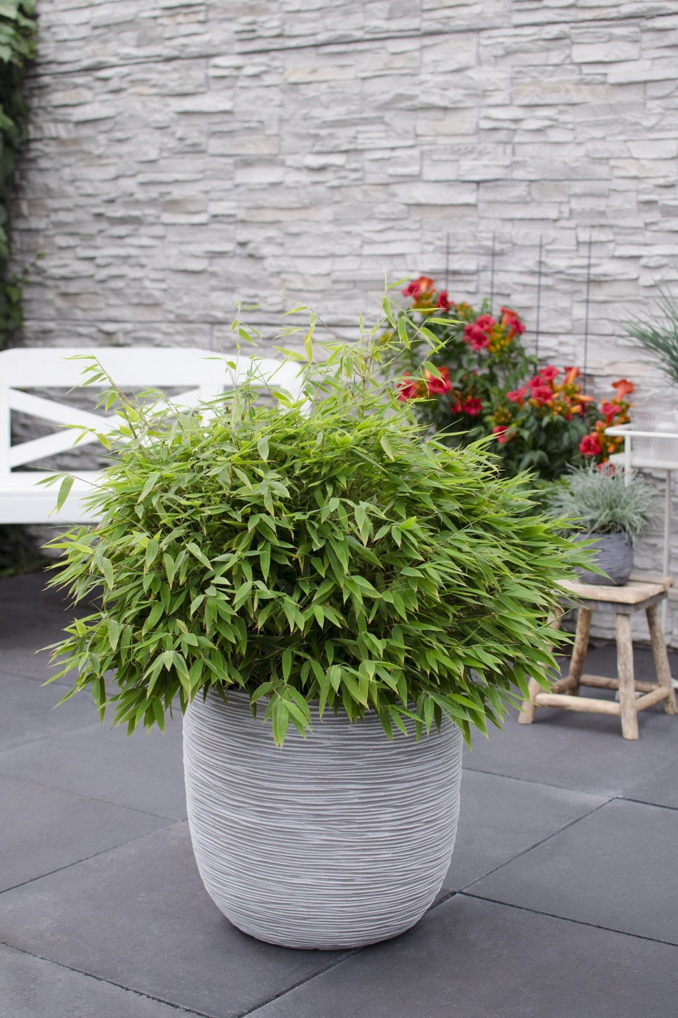Bambou - fargesia 'moontars'® boobux - ↨70cm - ø29 - plante d'extérieur