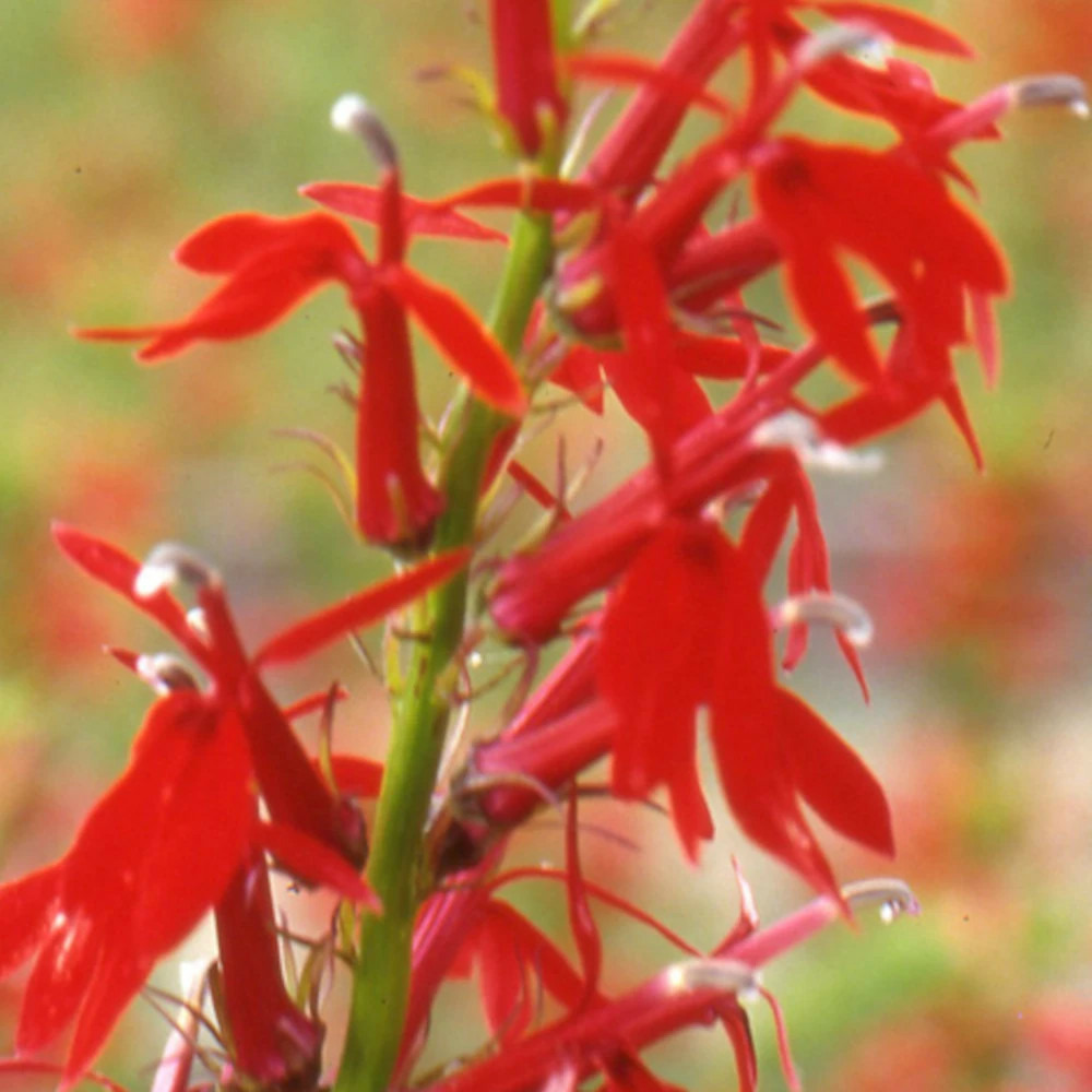 Lobelia cardinalis lot de 3 godets