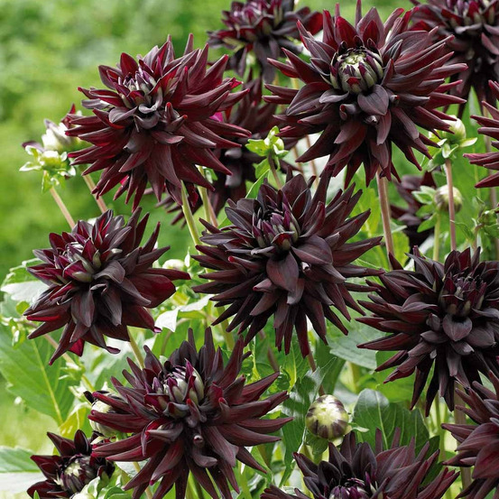 3 dahlias cactus presque noir tamburo - le sachet de 3 bulbes / calibre ii, vendu par lot de 4