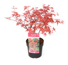 Acer palmatum 'beni maiko' - érable japonais - pot 19cm - hauteur 60-70cm