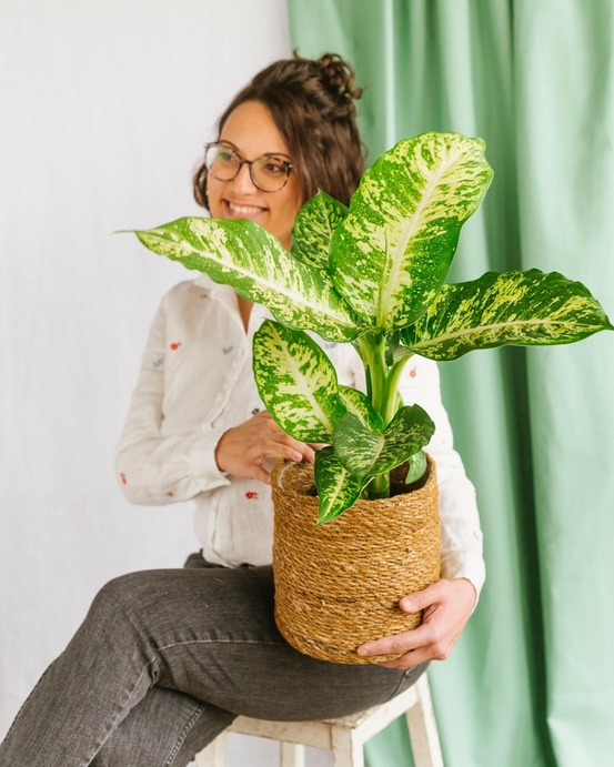 Dieffenbachia compacta mars 45cm - plante d'intérieur