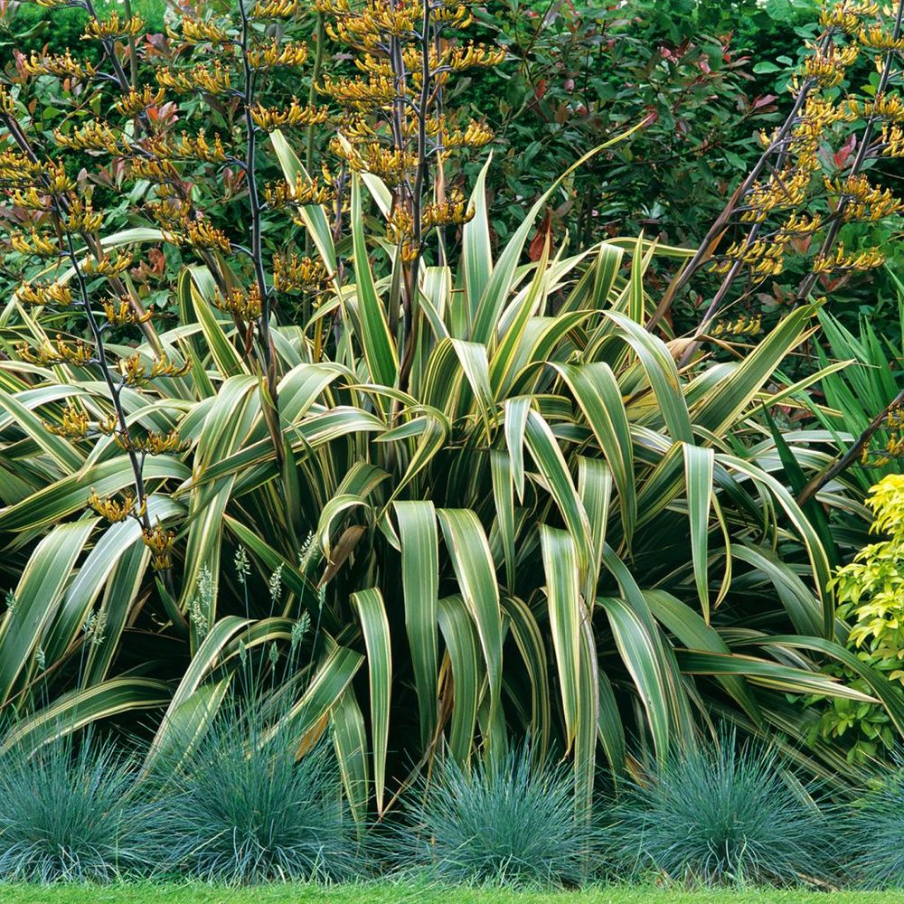Lin de nouvelle-zélande 'variegatum' pot de 2l/3l