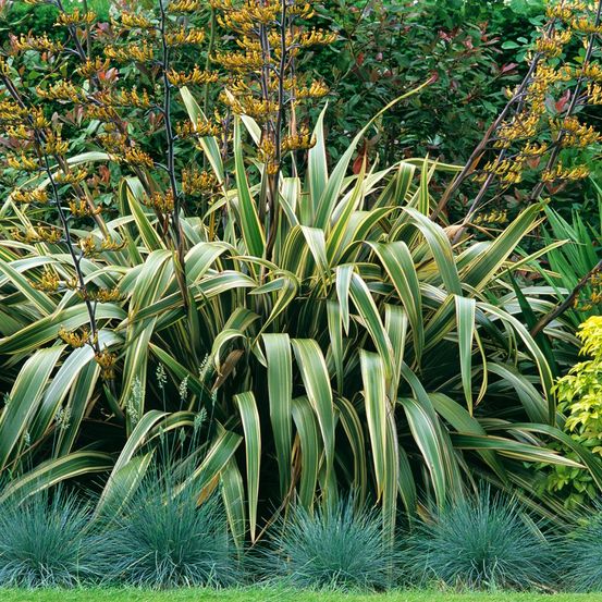 Lin de nouvelle-zélande 'variegatum' pot de 2l/3l