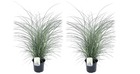 Miscanthus sinensis 'kleine silberspinne' - set de 2 herbe ornementale - pot 23cm - hauteur 20-30cm
