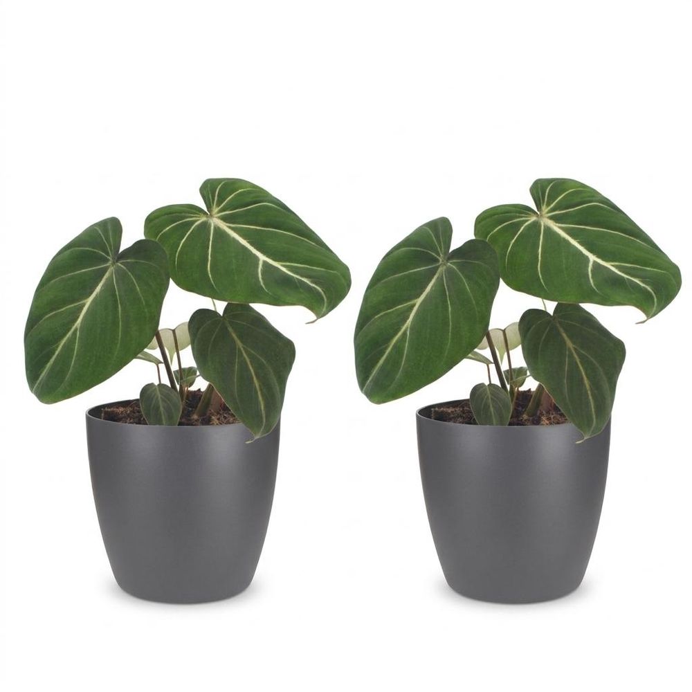 Philodendron gloriosum - pot de 12cm
