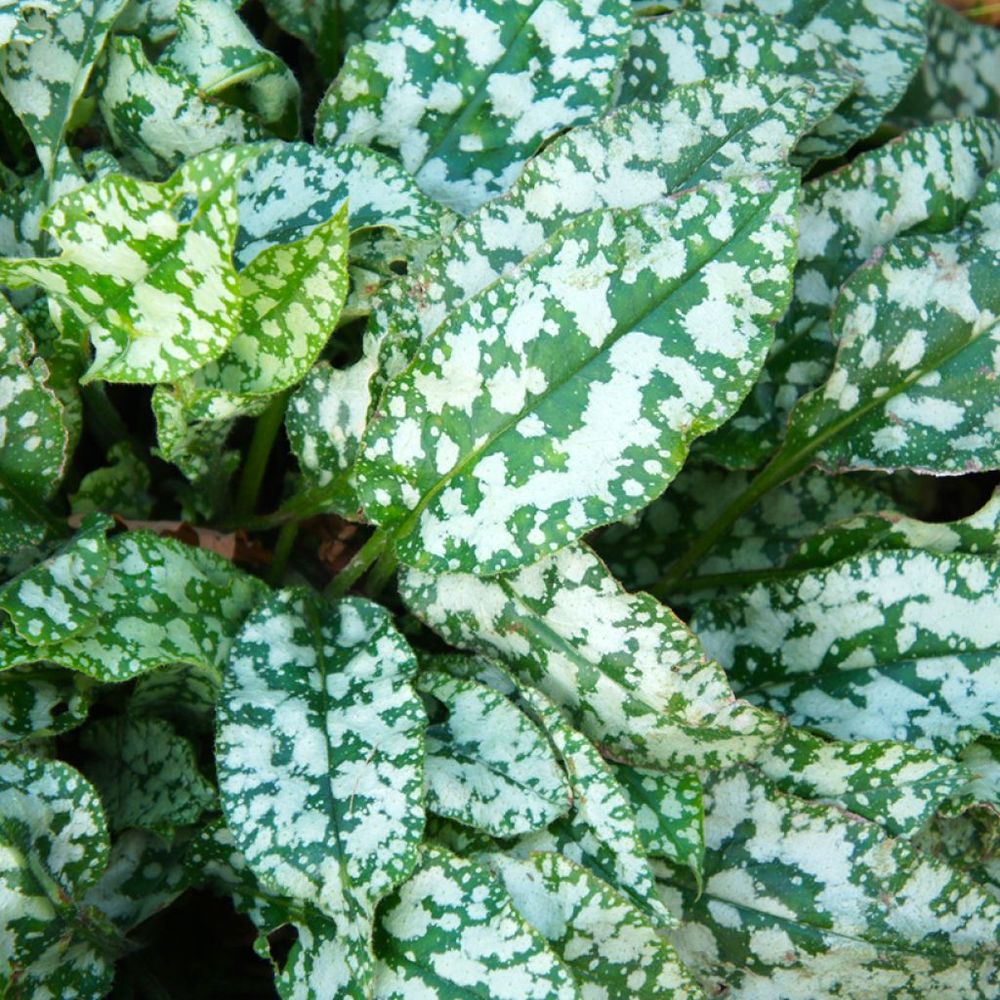 Pulmonaire 'mrs moon' pot de 2l/3l