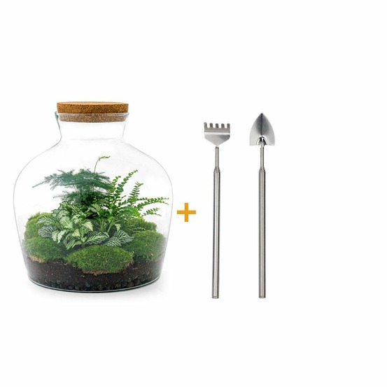 Kit terrarium diy - joy asparagus + fougère + fittonia - rateau + pelle