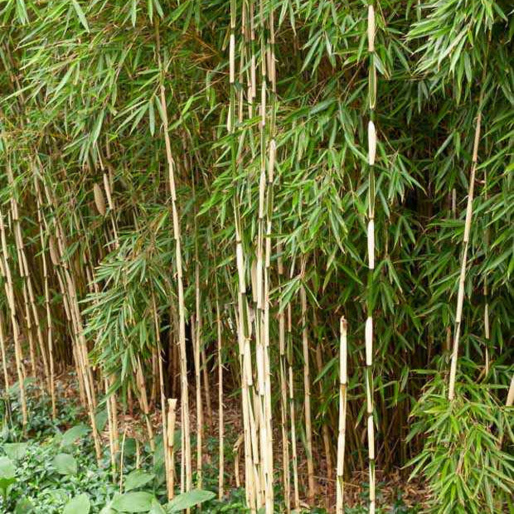 Bambou fargesia robusta pingwu non-traçant, le pot / 2l
